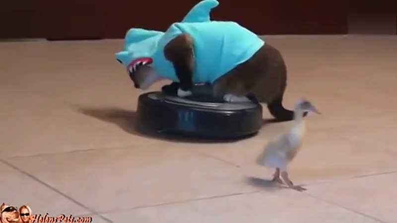 搞笑视频集锦动物 猫咪穿着"鲨鱼"衣服,踩着扫地机器人追赶小鸭子