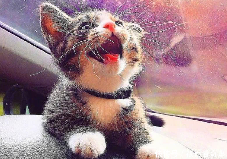 铲屎官带猫咪v猫咪,半路被一只小奶猫拦住求收初中衡南县多少有图片
