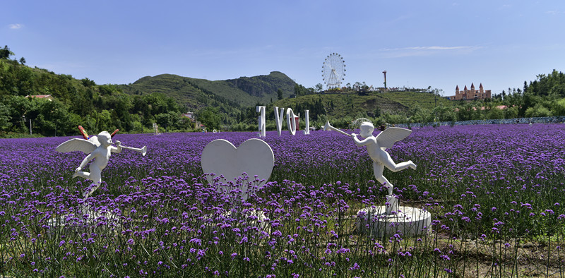 盘州市哒啦仙谷景区七彩花田鲜花竞相绽放