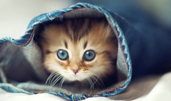 怎么样用千牛工作台为淘宝店铺上传产品