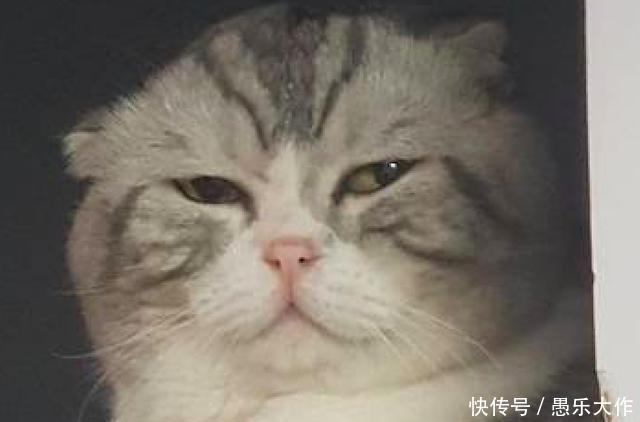 结果没叫猫一睡觉看着,主人表情包动漫猫男生图片它在一旁伤心起来图片