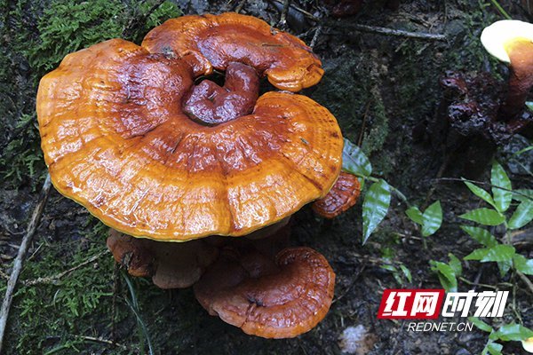 湖南宁乡发现大片野生灵芝群 最大单株直径20cm