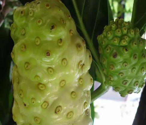 世界上最丑的五大水果,密集恐惧症患者不要看!(图)