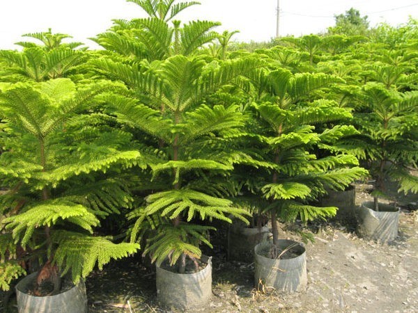 南洋杉盆景怎么养 南洋杉养殖方法和注意事项