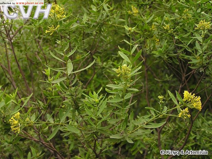 黄芫花_360百科