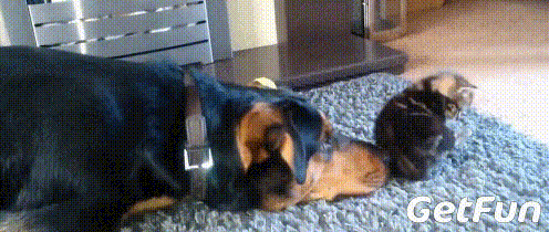 你们喵星人连打拳都这么可爱,这样真的好吗?