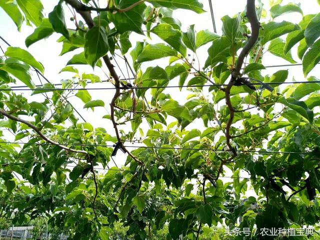 软枣猕猴桃最简单实用栽植管理技术