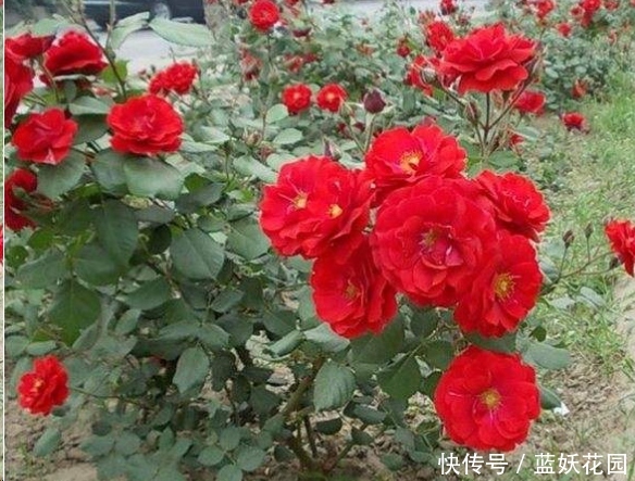 蓝妖:月季开花后如何施肥?至少50%的人做错了