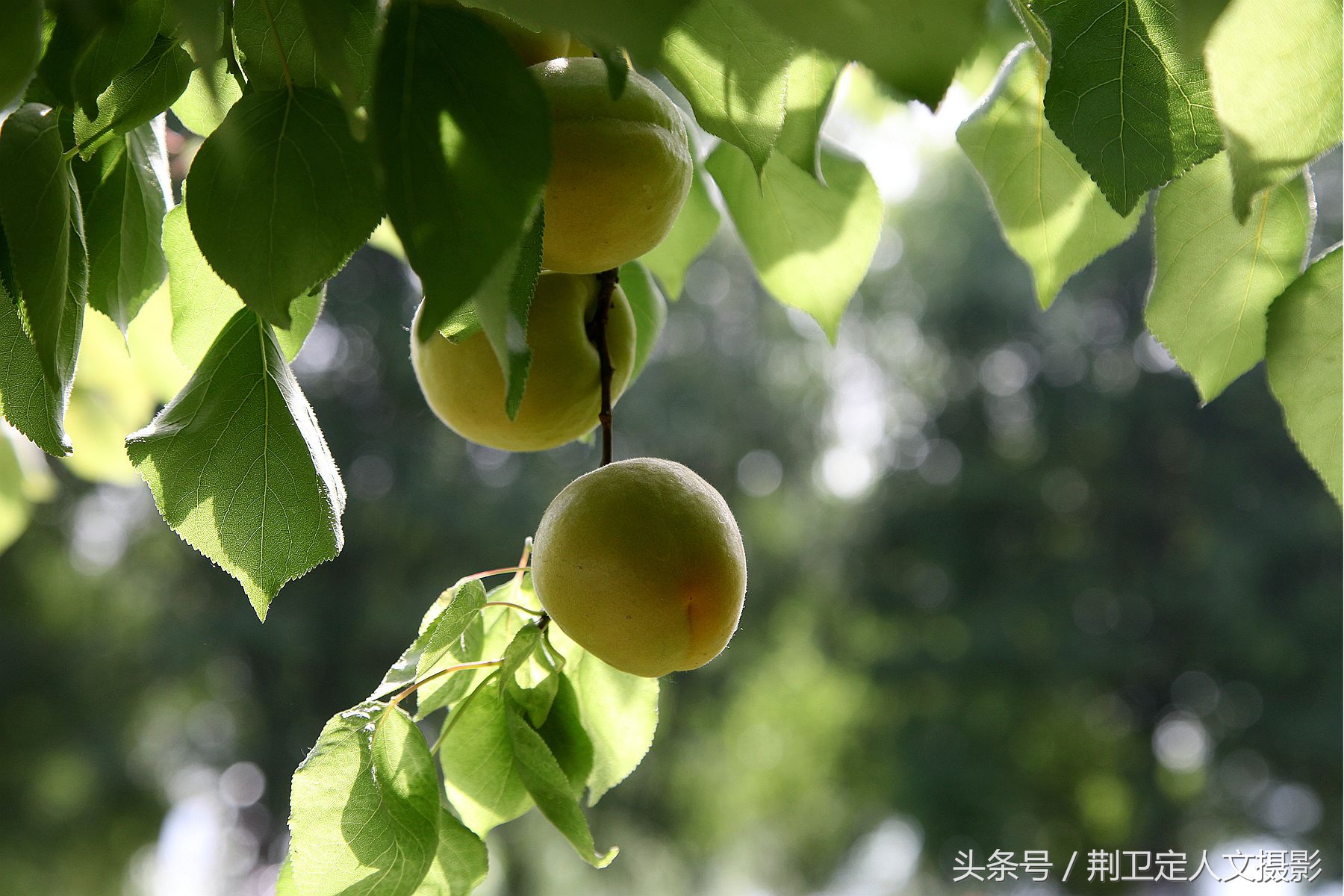 山西永济大杏金太阳上市,2元1斤却收入不好