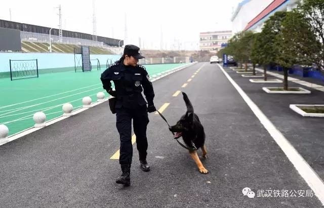 刘慧是武汉铁路公安局襄阳公安处警犬工作队女警,"威利"是一只经过