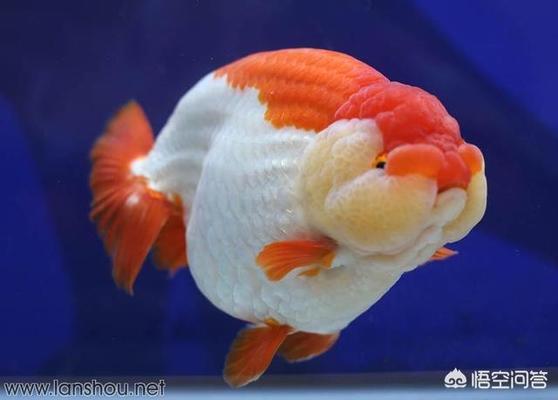 西咸新区沣东新城溪龙龙阁水族馆（西咸新区沣东新城溪龙龙阁水族馆电话）