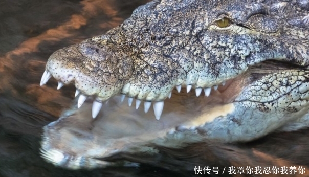 “冰毒鳄鱼”抓到了?毒品冲马桶害它兴奋,美警局:没啦!开玩笑的 新利18城娱乐