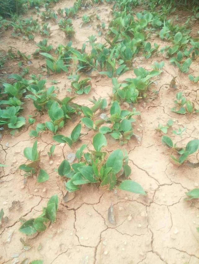 2018年中药材种植发展什么好?