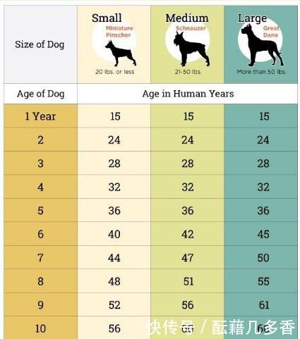 狗狗一岁相当于人几岁狗狗的年龄对照表图!看