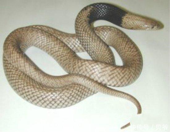 蛇排名_中国毒蛇排名第一的蛇