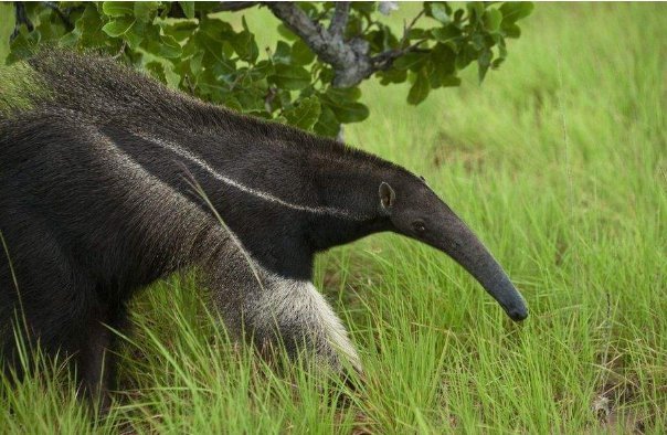 提高警惕,这16种看似温顺的动物一样致命,第七