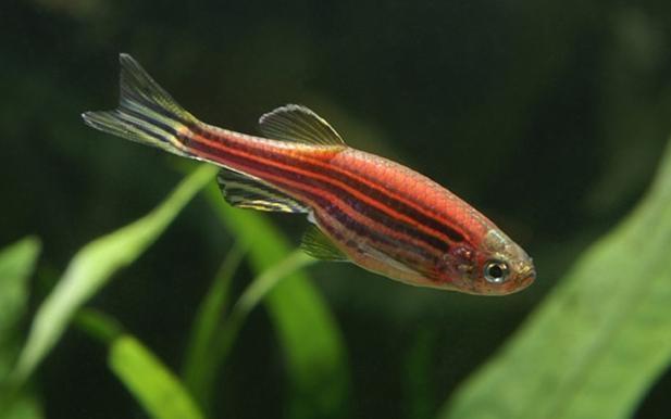Feng Shuis Theory of <strong><mark>arowana</mark></strong>