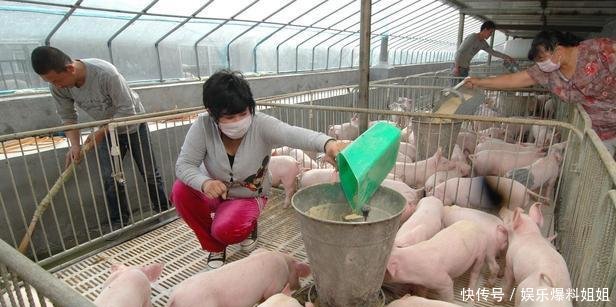 环保法新规农村养猪户规模低于这个限定,将不