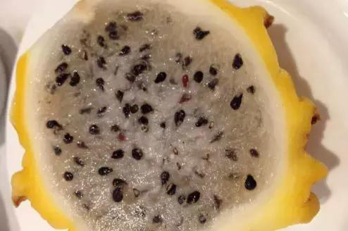 老婆在家盆栽麒麟果,没多久就果实累累,邻居都