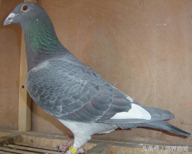 信鸽沙门氏菌感染的治疗方法