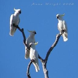 现在流行的人鱼姬美甲,用百元店的东西就能在