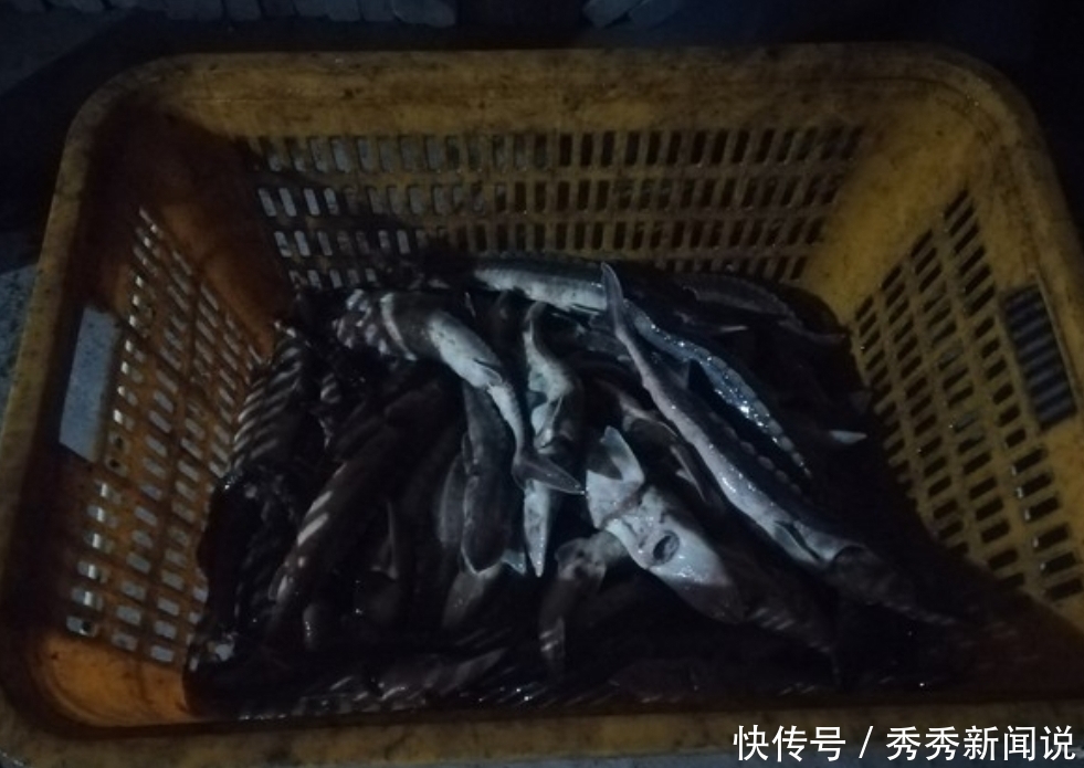 长江「水中大猫熊」中华鲟大量死亡,荆州建桥