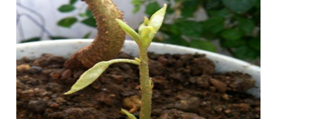 榴莲核怎么种盆栽