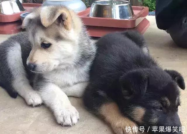 开心一刻笑话:朋友妈妈是媒婆,但朋友却是单身