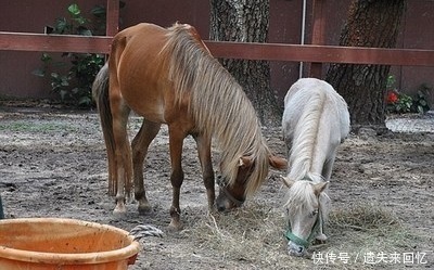 女子被马踩了一脚后怀恨在心，将它关住折磨，一年后让人不忍直视