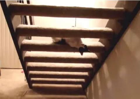 奶牛猫就是猫界的一股清流,上楼梯的方式都如