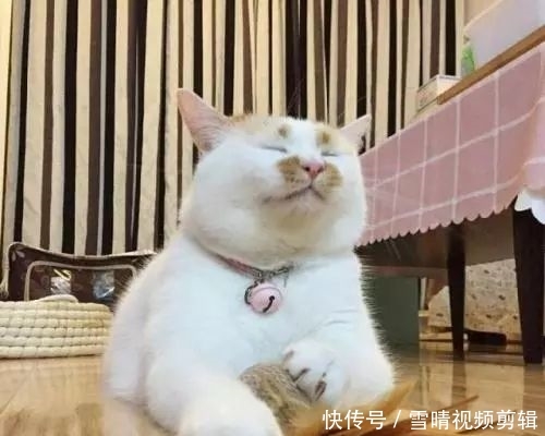 猫咪吸猫薄荷会上瘾?猫薄荷对猫有害么?