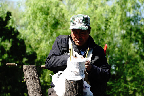 "面对人们的疑问,蒋三乃解释,杨树,柳树从小苗长成大树再到成熟期