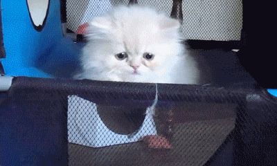 搞笑gif: 这是什么炸弹,威力貌似不小呀!