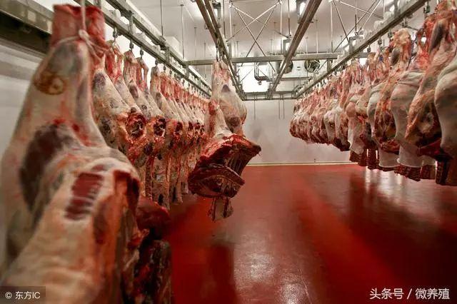 2019年上半年猪价预测