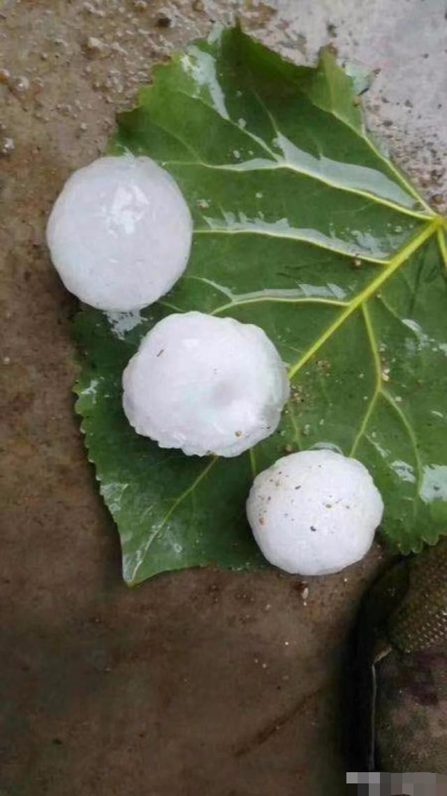 山东青岛下冰雹,比鸡蛋都大,轿车都被砸烂了,大