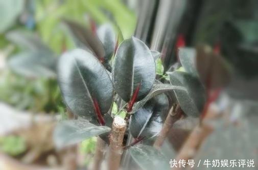 橡皮树长的太高都趴下了,夏季该换盆还是该修