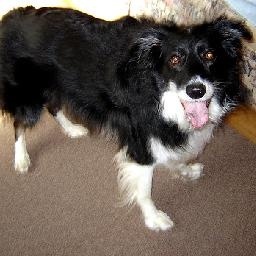 越南歌手翻唱琅琊榜主题曲《红颜旧》,超好听