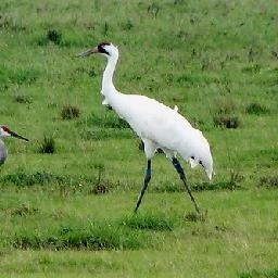 湿婆大天的幼子伽内什竟然化身成为了一个牧羊