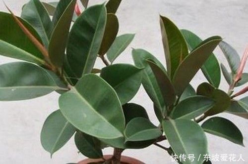 一文教你解决橡皮树不长新叶的问题