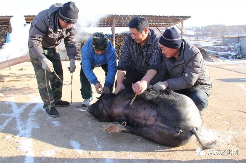 满族人养猪、杀猪、吃猪肉的习俗