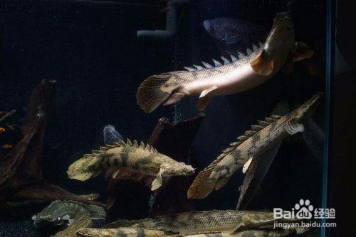 龍口市黃城海豐水族館（龍口市黃城海豐水族館電話）