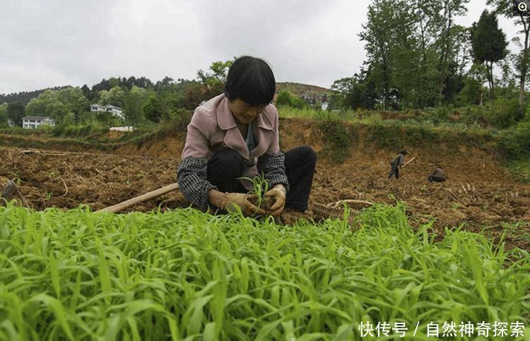 这个地方的农民靠种植一种有机作物，每年就能获得5.4亿元收入