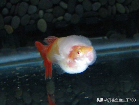 貴州魚缸