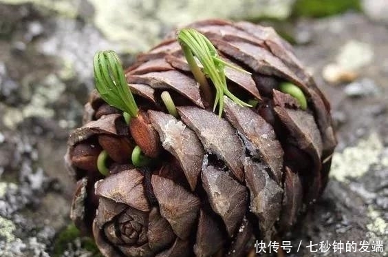 捡个松果埋盆里,10天长成小盆景,邻居、朋