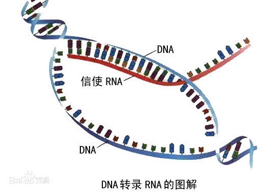 RNA的转录,是指DNA变成RNA吗?为什么在所