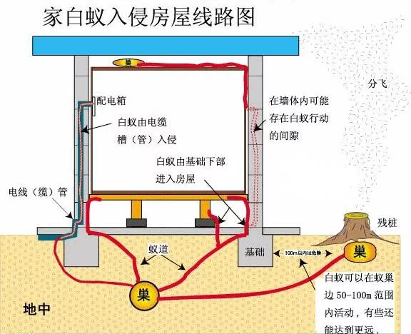 柳州白蚁防治 柳州白蚁防治