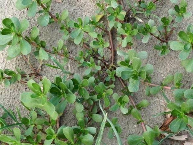 农村这四种野草,滋阴补虚,补肾润肺,对身体有很大的帮助?