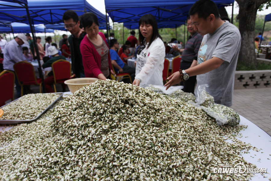 香飘丝路"永寿槐花节迎来众多自驾车友