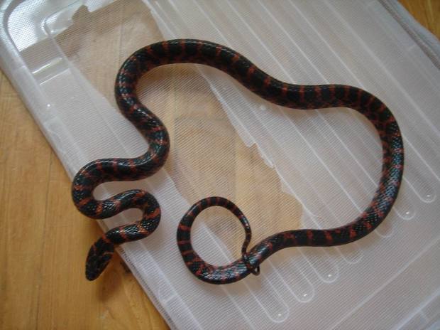 28 赤链蛇(学名:dinodon rufozonatum)为游蛇科链蛇属的爬行动物,俗名