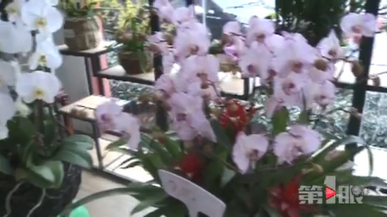 买鲜花过年成时尚 繁花盛景年味浓浓